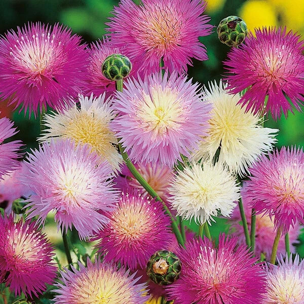 Sweet Sultan Flower Seeds - 50 Pack, Pink Purple White Perennial Centaurea moschata for Borders & Cut Flowers