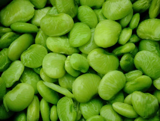 Lima Bean Seeds - Eastland Baby Lima - Non-GMO, Fresh Seeds for Home Gardening, Bush-Type, Phaseolus lunatus