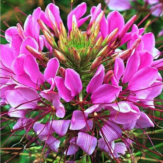 Mauve Queen Spider Seeds 100 Count Clome Spinosa Perennial Flower Seeds for Garden, Pollinator Attracting, Easy to Grow