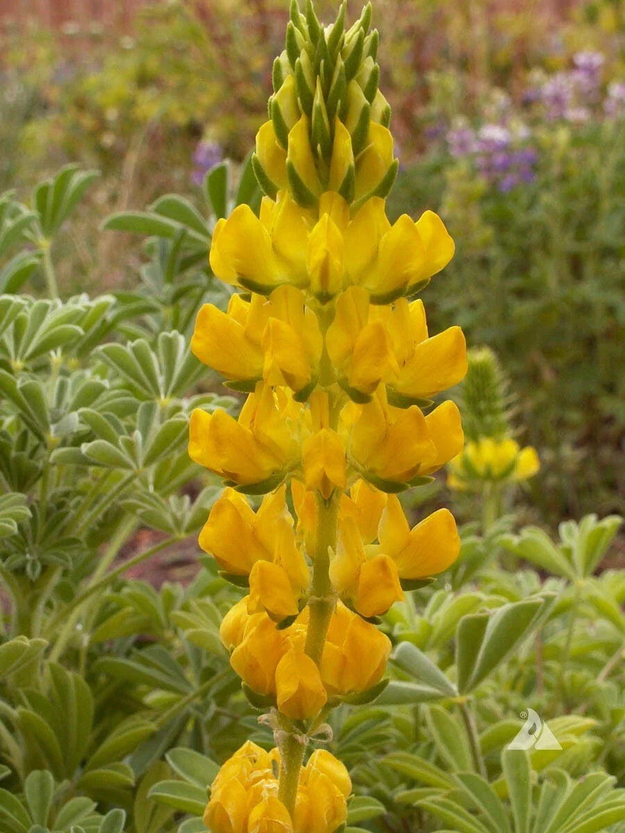 Yellow Lupine Seeds - Drought Tolerant Annual Flowers for Bees & Hummingbirds - Lupinus polyphyllus - 50 Non-GMO Seeds