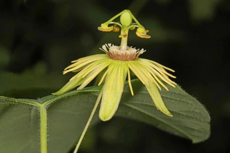 Yellow Passiflora Passion Fruit Starter Plant – Small Rooted Vine, Edible Fruit, Tropical Garden, Passiflora edulis