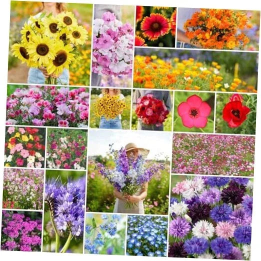 Annual Wildflower Seeds Mix 1/4 lb, 120,000+ Seeds for Gardens, Pollinators, Colorful Meadow & Container Planting