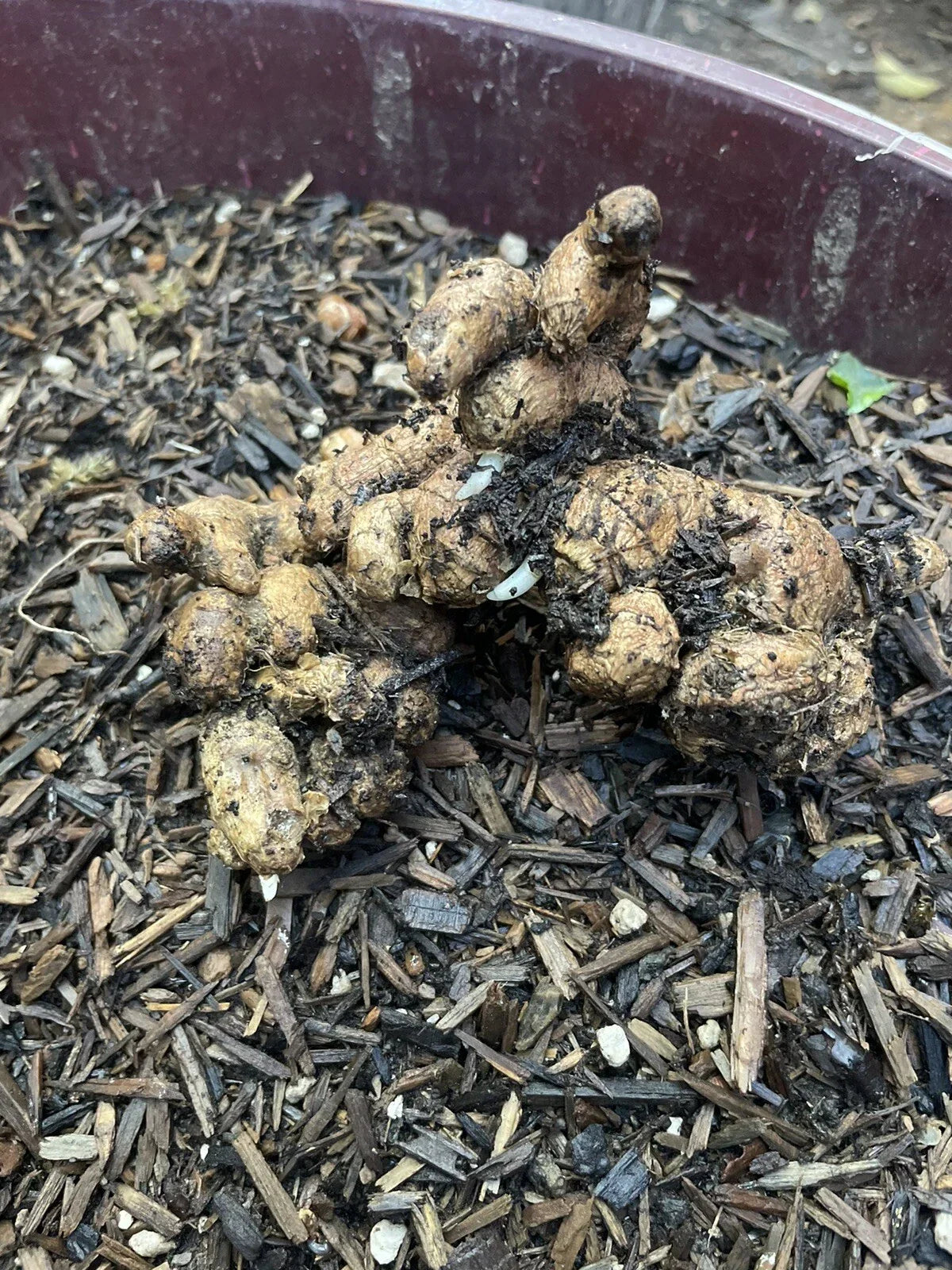 Black Ginger Roots for Planting - Organic Zingiber zerumbet Herbal Planting Material, Perennial Herb, Exotic Flavor, 2 Roots