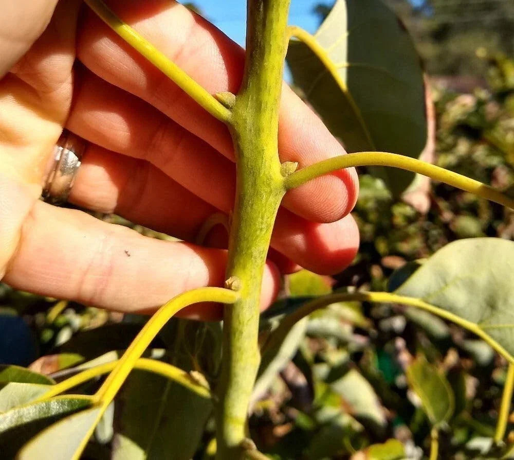 Fresh Avocado Scion Cuttings - 5 Pack - Hass Variety - Persea americana - Grown in Fallbrook for Grafting and Home Gardening