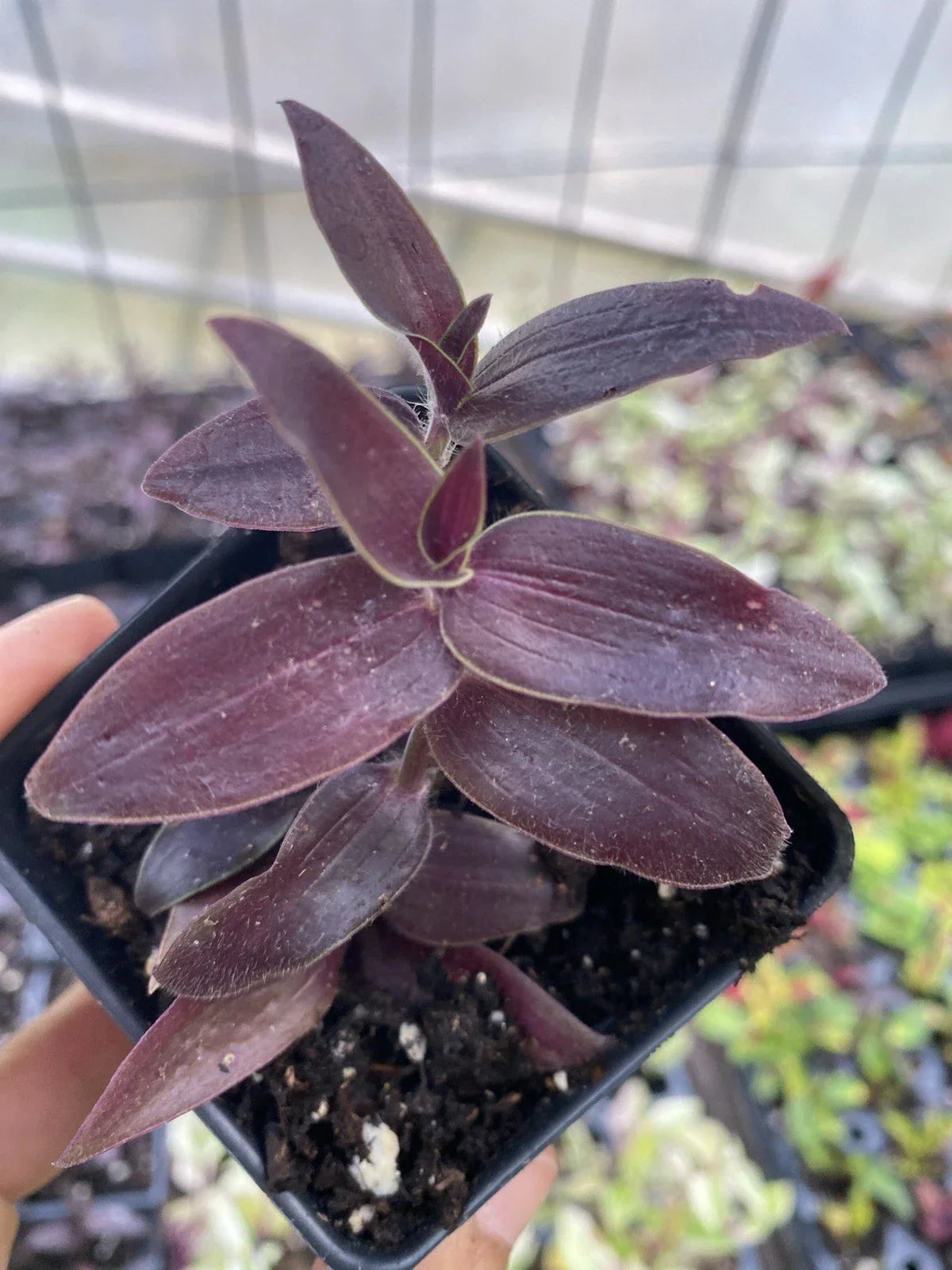 Dark Desire Wandering Dude Plant, 3” Pot, Rare Tradescantia, Unique Foliage, Live Indoor Houseplant Decor
