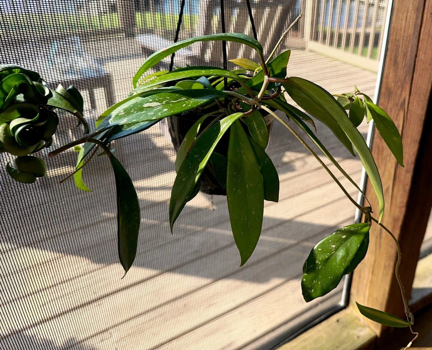 Hoya Publicalyx Plants - Established Hanging Basket with 3 Varieties - Indoor Decor, Waxy Leaves, Star-Shaped Flowers