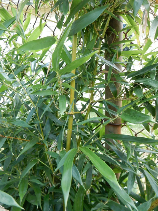 Live Bamboo Plant - 8-10 Inch Fargesia robusta Wolong Clumping Bamboo for Privacy & Garden Landscaping