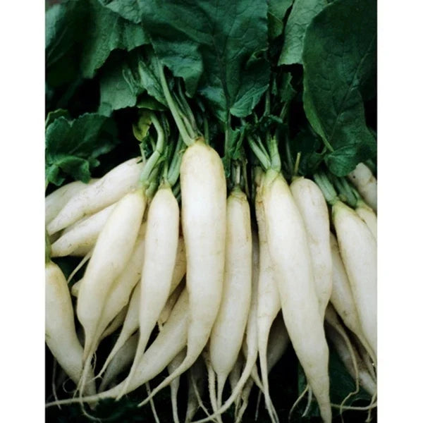 White Icicle Radish Seeds - Raphanus sativus - Heirloom, Organic, Fast-Germinating, 250 Seeds for Home Gardening and Cooking