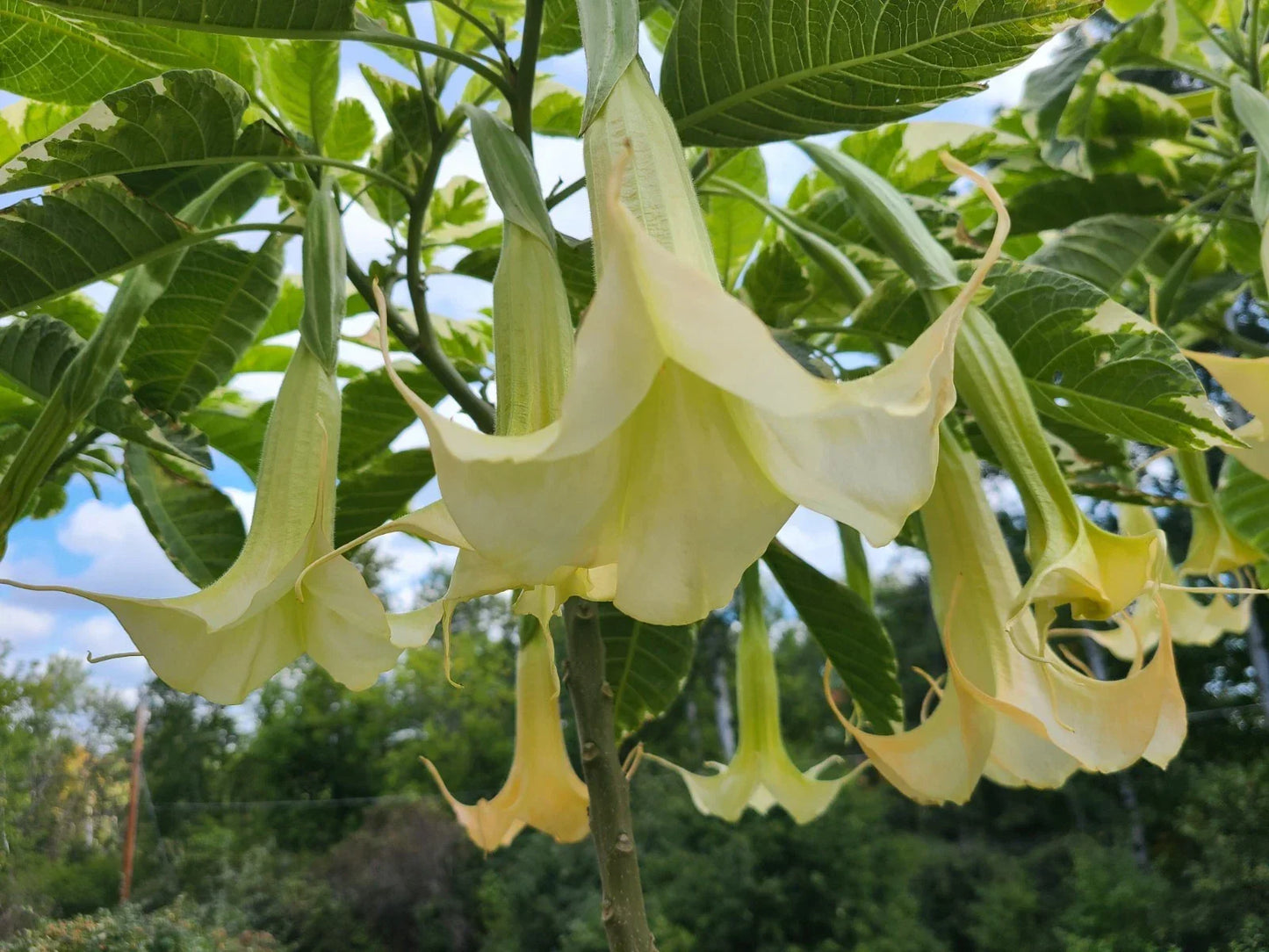 Variegated Brugmansia Cuttings | Angel's Trumpet Unrooted | Brugmansia sanguinea | Fragrant, Trumpet-Shaped Flowers