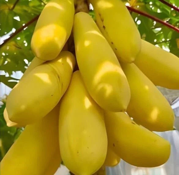 Golden Papaya Seeds Packet – Carica papaya, Mini Potted Tropical Fruit Plant, Fast-Growing, Sweet Golden Fruit, Container Gardening
