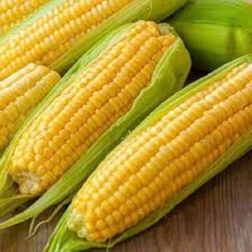 Premium Golden Bantam Heirloom Corn Seeds - Organic Non-GMO Zea mays, Sweet & Flavorful, 100 Pack for Gardening & Canning