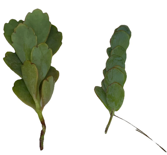 Kalanchoe Cuttings 4-6" Unrooted Marnier's Lavender Houseplant - Kalanchoe marnieriana, Succulent Plant, Indoor Garden
