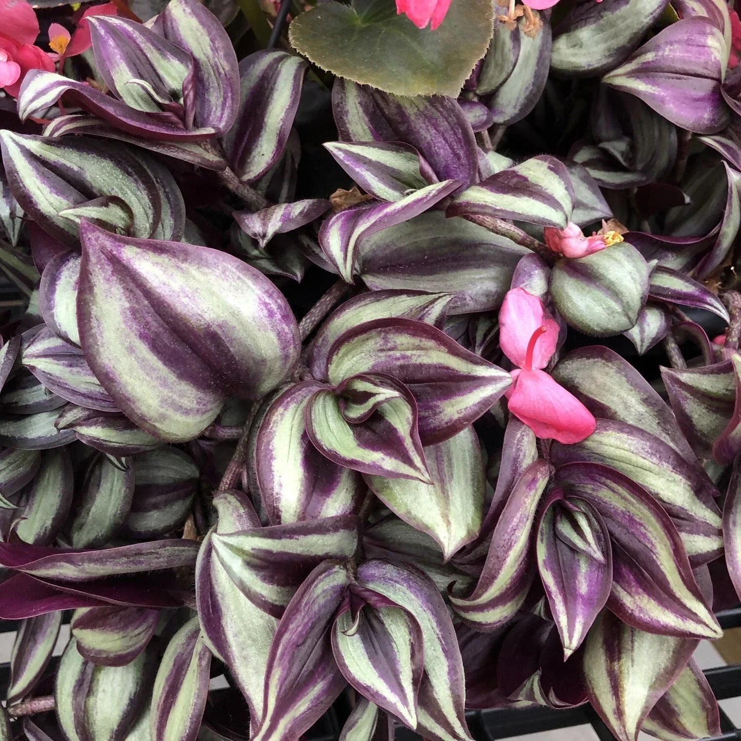 Tradescantia Zebrina Cuttings - 12 Stems Wandering Jew Houseplant - Easy Care Indoor Plant - Purple Silver Striped Foliage