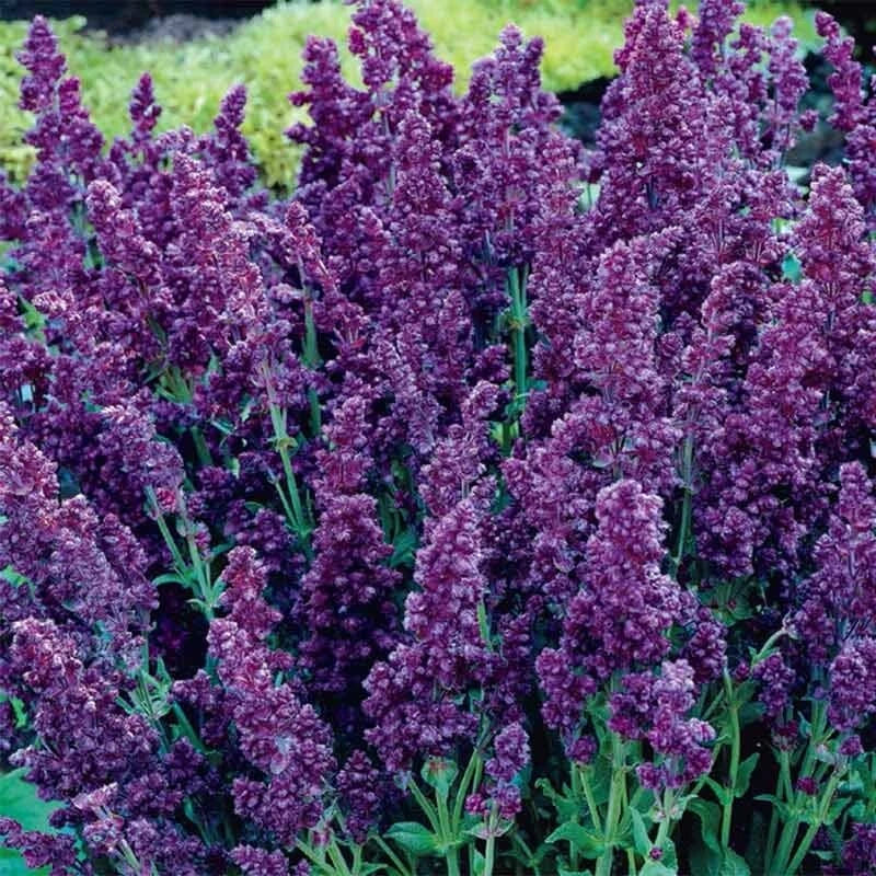 Salvia Seeds 50 DBL Plumosa Perennial Flower Seeds for Butterfly Garden, Salvia splendens, Vibrant Double Blooms