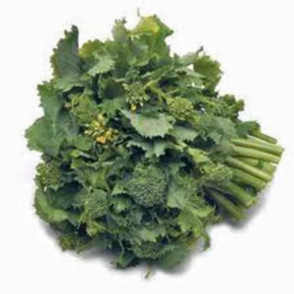 Broccoli Raab Seeds - Heirloom Brassica rapa Subsp. rapa for Home Gardening & Culinary Use, 25+ Seeds