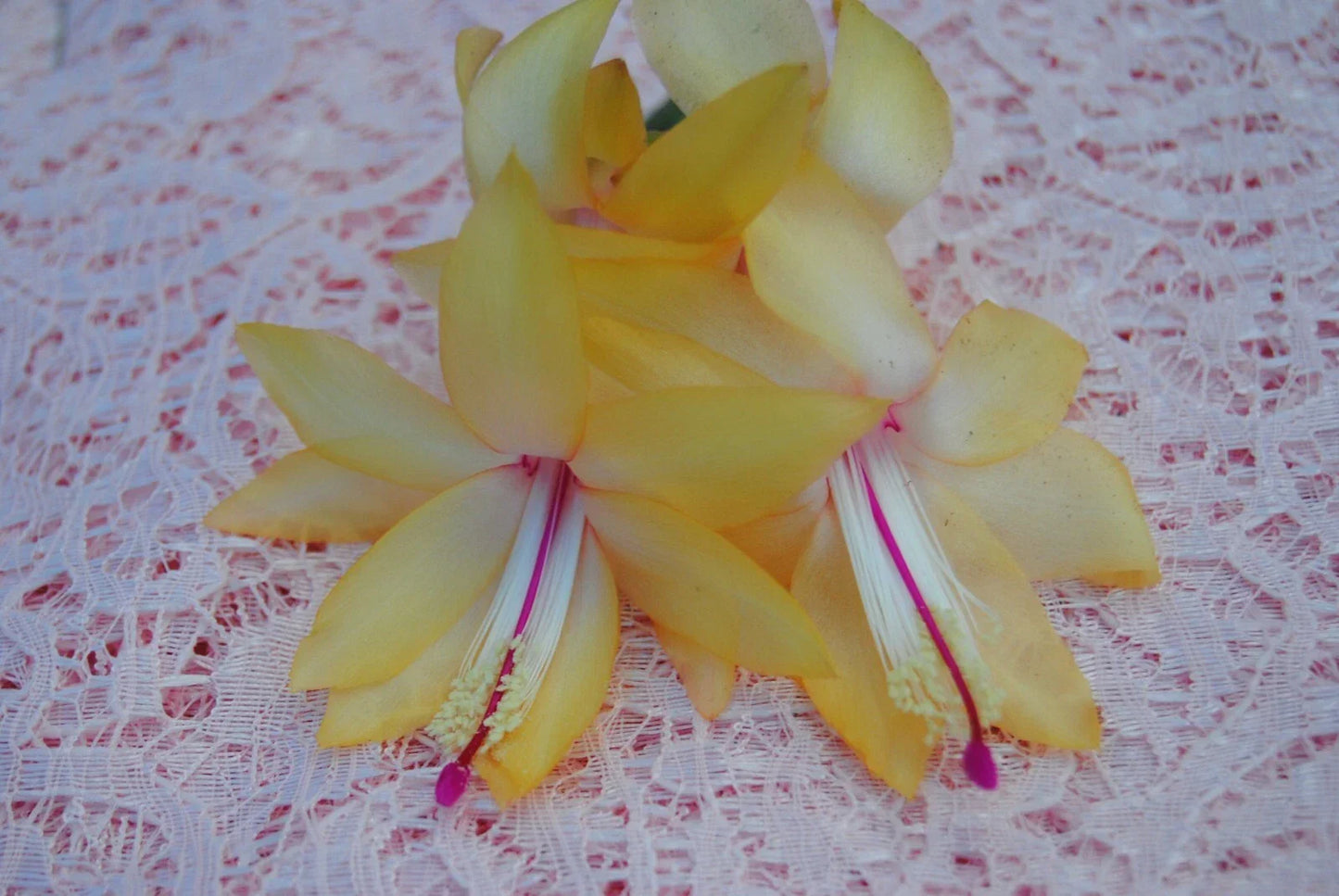 Christmas Cactus Starter Plant - Schlumbergera truncata - Cambridge Variety - Easy Care Indoor Houseplant