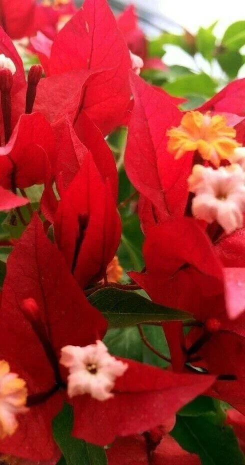 Ruby Bougainvillea Starter Plant - Small Well-Rooted Bougainvillea glabra for Garden & Patio - Drought Tolerant, Vibrant Red Bracts