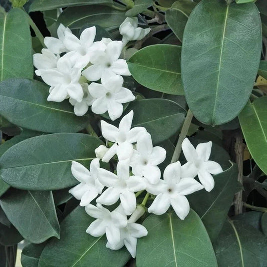 Madagascar Jasmine Starter Plant - Small Rooted Green Leaf Stephanotis - Fragrant Flowering Houseplant for Indoor Decor