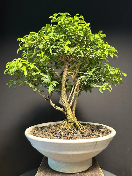 Mame Bonsai Tree 9” Kingsville Boxwood in Glazed Drilled American Tea Pot Buxus microphylla Indoor Plant
