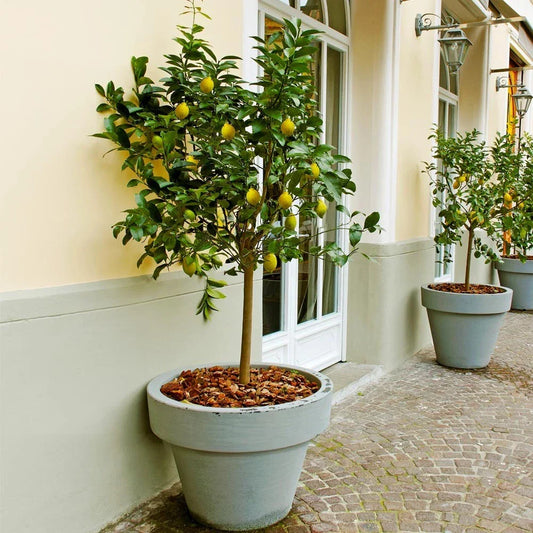 Meyer Lemon Tree - Live Citrus Plant in 10" Pot - Citrus × meyeri - Indoor Outdoor Fruit Tree