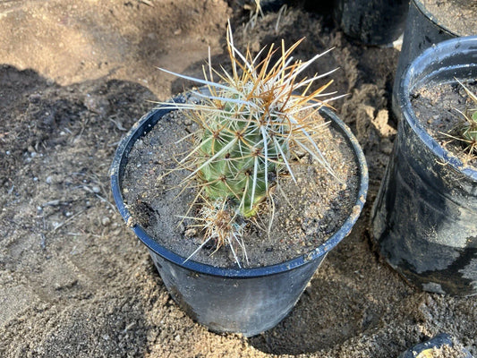 Live Rooted Echinocereus Engelmannii Hedgehog Cactus Plant, Succulent, Drought-Tolerant, Native to Arid Regions