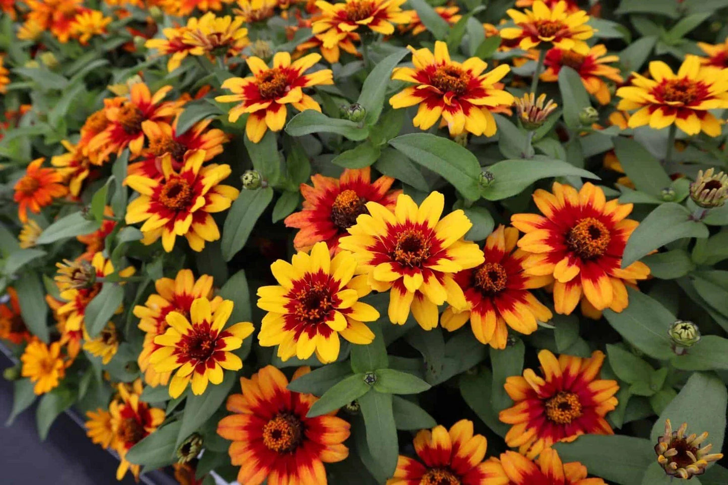 Profusion Red-Yellow Bicolor Zinnia Seeds - 100+ Zinnia elegans for Garden, Borders, Containers, Butterfly Attracting, Easy to Grow