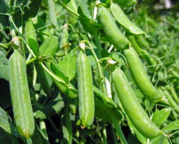 Thomas Laxton Peas Seeds Pack – Heirloom Pisum sativum for Salads & Cooking, 20+ Premium Non-GMO Seeds
