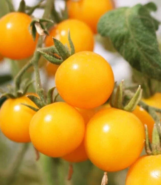 Organic Galina's Cherry Yellow Tomato Seeds - 20 Heirloom Solanum lycopersicum, Juicy, Sweet, Yellow Cherry Tomatoes for Gardening