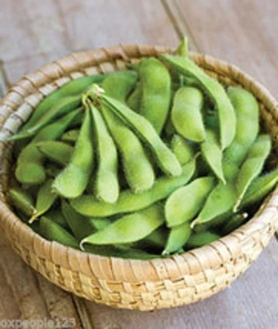 Be Sweet Japanese Edamame Soy Bean Seeds - Glycine max, Non-GMO, High Germination, Edible, Compact Bush, 15+ Seeds, Home Garden, Container Planting