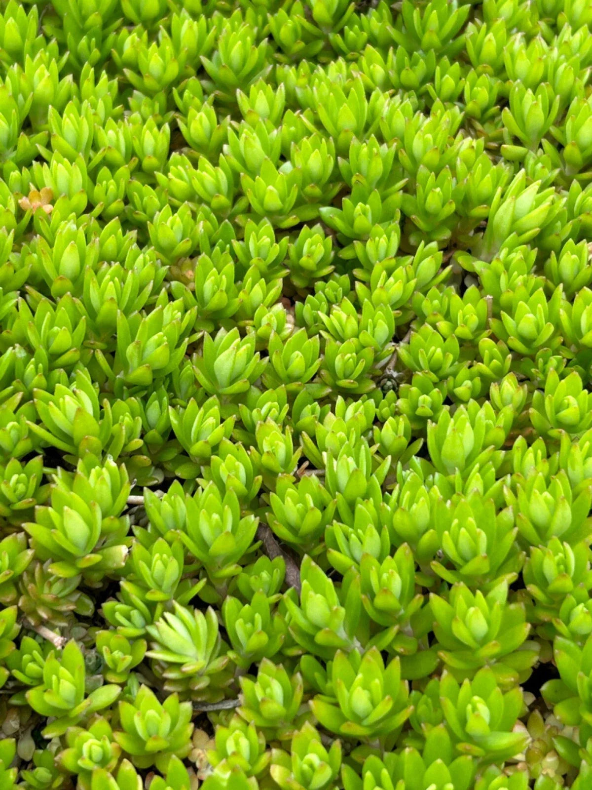 Angelina Sedum Live Plants - 5in Perennial Ground Cover - Sedum rupestre 'Angelina' - Drought Tolerant, Low Maintenance, Bright Golden Foliage