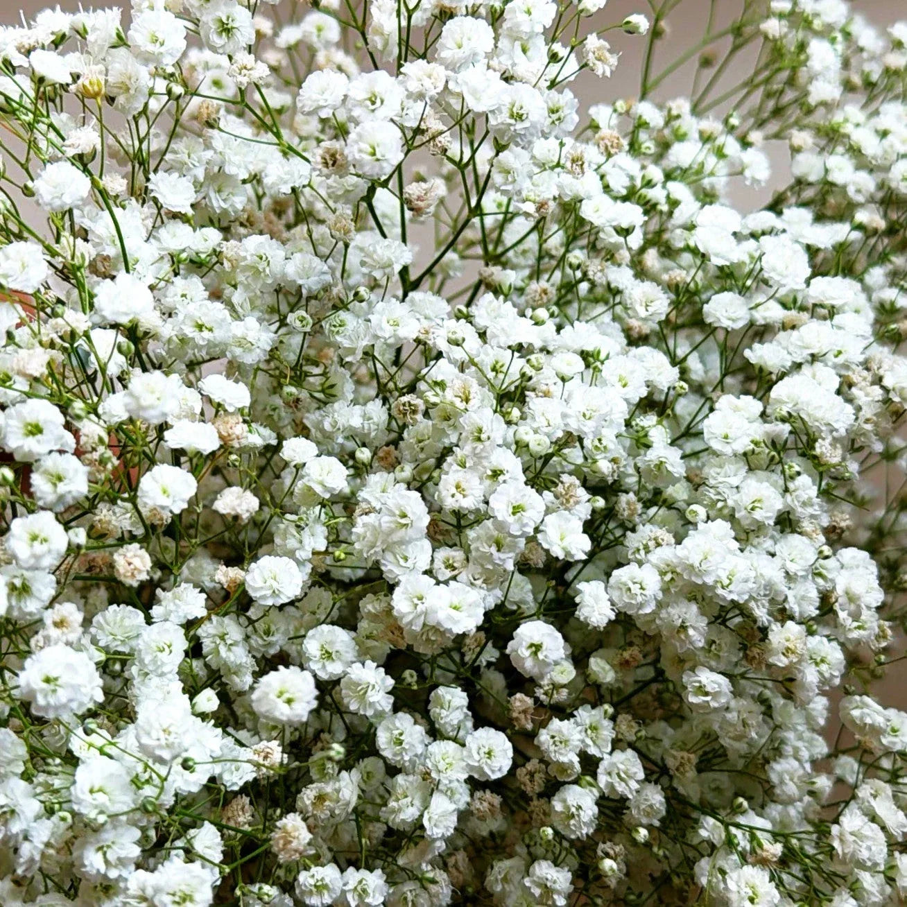Baby's Breath Seeds - Perennial Gypsophila Paniculata - White Floral Blooms for Borders & Cut Flowers, Easy to Grow