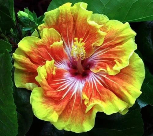 Small Rooted Tropical Hibiscus Plant - Tahitian Sunset Splendor - Hibiscus rosa-sinensis - Vibrant Orange Pink Blooms