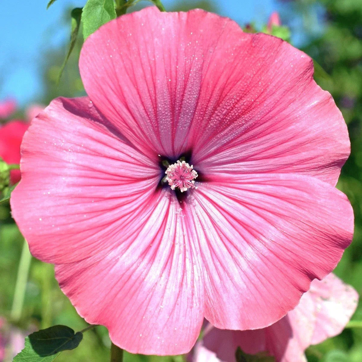 Blush Pink Regis Rose Mallow Seeds - Malva Trimestris - Flower Seeds for Garden, Annual, Pink Blooms, Pollinator Attractant, 50 Seeds
