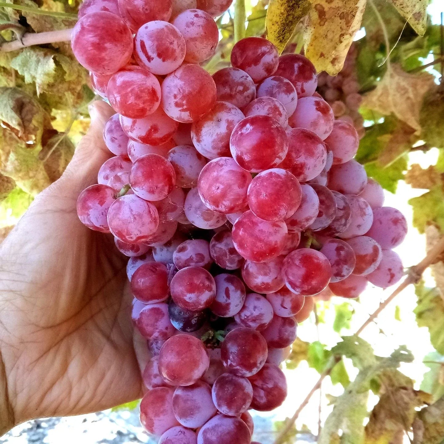 Globe Seedless Grape Vine Cuttings - 50 Bulk Vitis vinifera Thin Cuttings for Vineyard and Table Grape Production