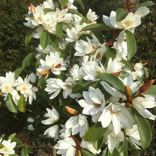 Magnolia Tree - Fairy White Michelia doltsopa - Fragrant White Blooms - Well-Rooted Plant for Garden or Landscape