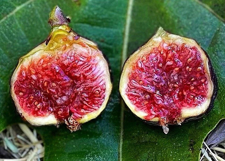 Dwarf Fig Tree Starter Plant - Fignomenal Variety - Ficus carica - Compact, Edible Figs for Garden or Container
