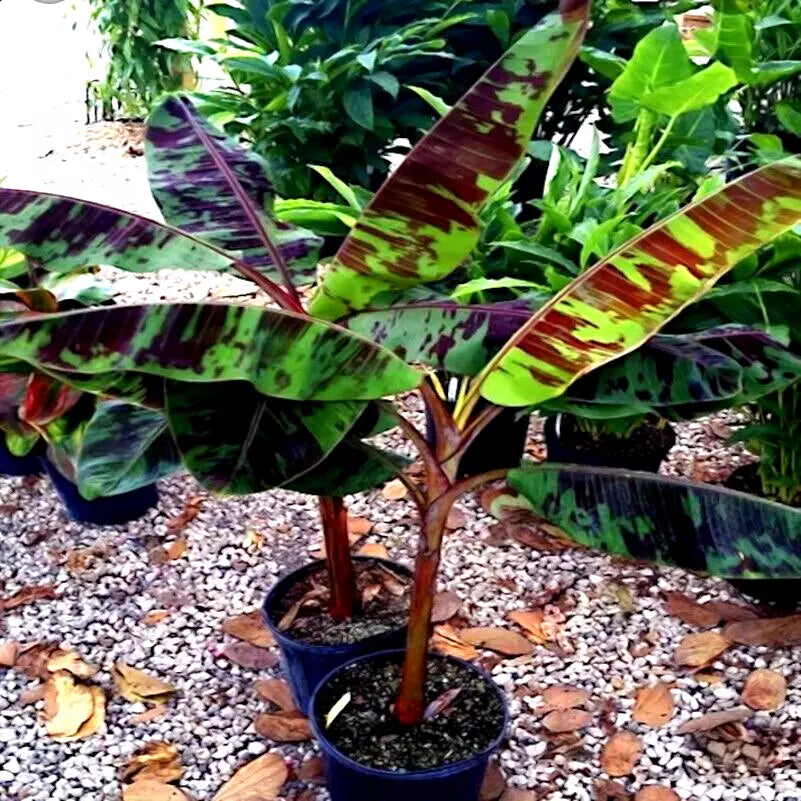 Red Tiger Darjeeling Banana Seeds - Musa sikkimensis, Hardy Zone 5, Tropical Garden Plant, Red Green Foliage, 5 Pack