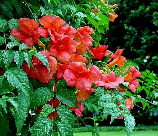 Live Plant Starter Orange Hummingbird Trumpet Creeper Vine Campsis radicans | Climbing Perennial with Bright Orange Flowers