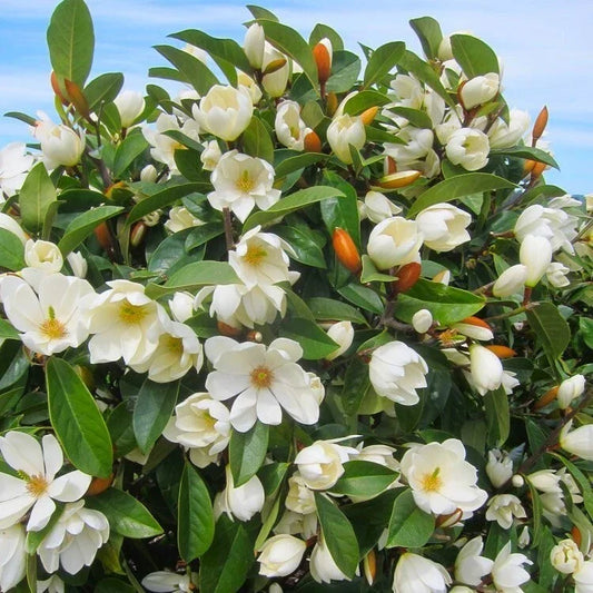Michelia doltsopa Fairy Cream Magnolia Tree | Fragrant Cream Flowers | Well-Rooted 3-Gallon Pot