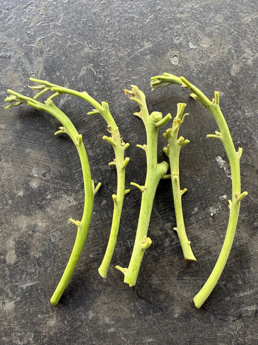 Lamb Hass Avocado Cuttings - 4 Grafting Scions - Persea americana - Home Gardening Planting Material