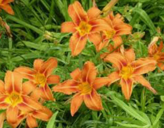 Orange Daylily Bulbs Pack of 10 – Hemerocallis fulva Wildflower, Bright Orange Flowers, Perennial, Drought-Resistant, Easy to Grow