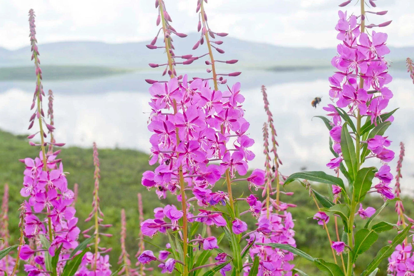 Fireweed Seeds - 300+ Packets - Native Wildflower, Pink Flowers, Chamerion angustifolium, Pollinator Attractant, Perennial Plant