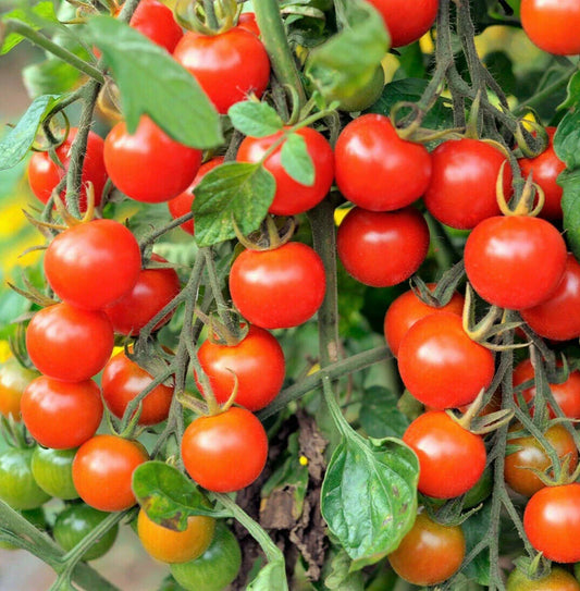 Large Red Cherry Tomato Seeds | Heirloom Solanum lycopersicum | Juicy, Flavorful, Non-GMO, 50 Seeds for Home Gardens & Containers
