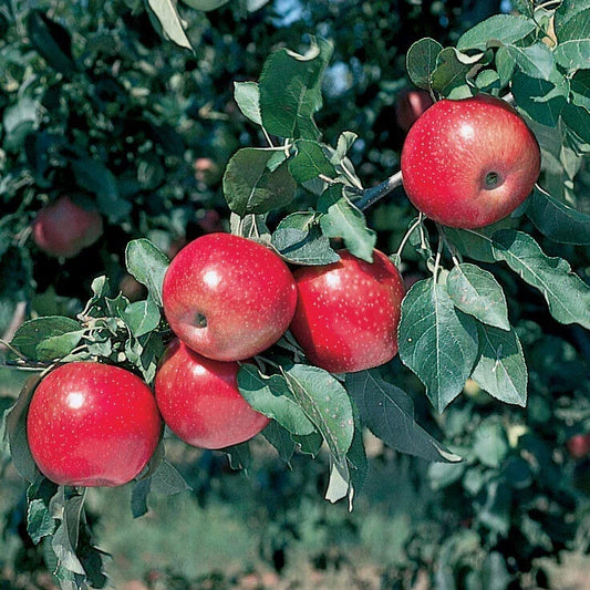 Mixed Apple and Cherry Tree Set of 8 Rooted Trees, 2 ft Tall, Malus domestica & Prunus avium, Fruit Trees for Small Gardens