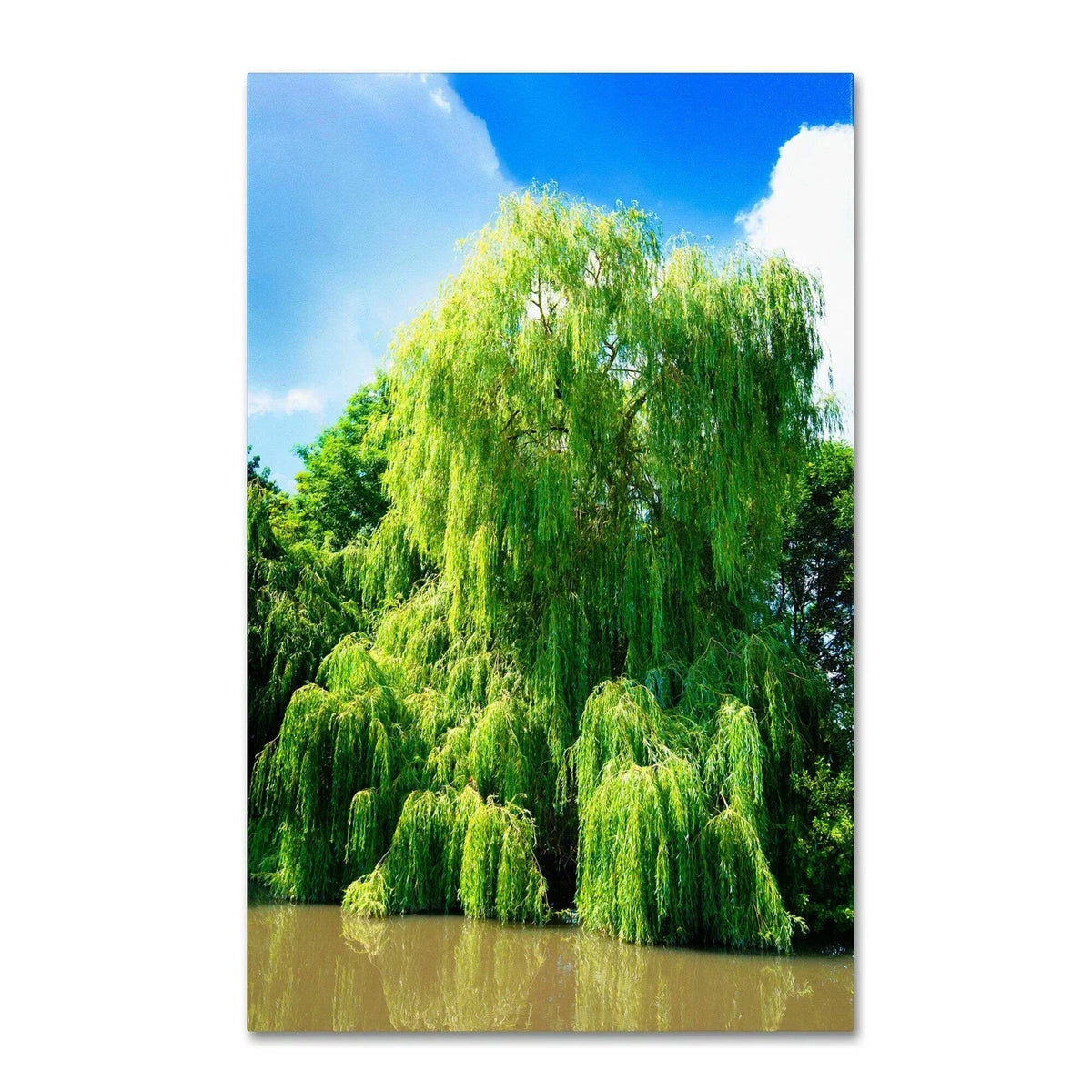 Weeping Willow Cuttings - 4 Bright Green Cuttings - Salix babylonica - Grow Your Own Trees