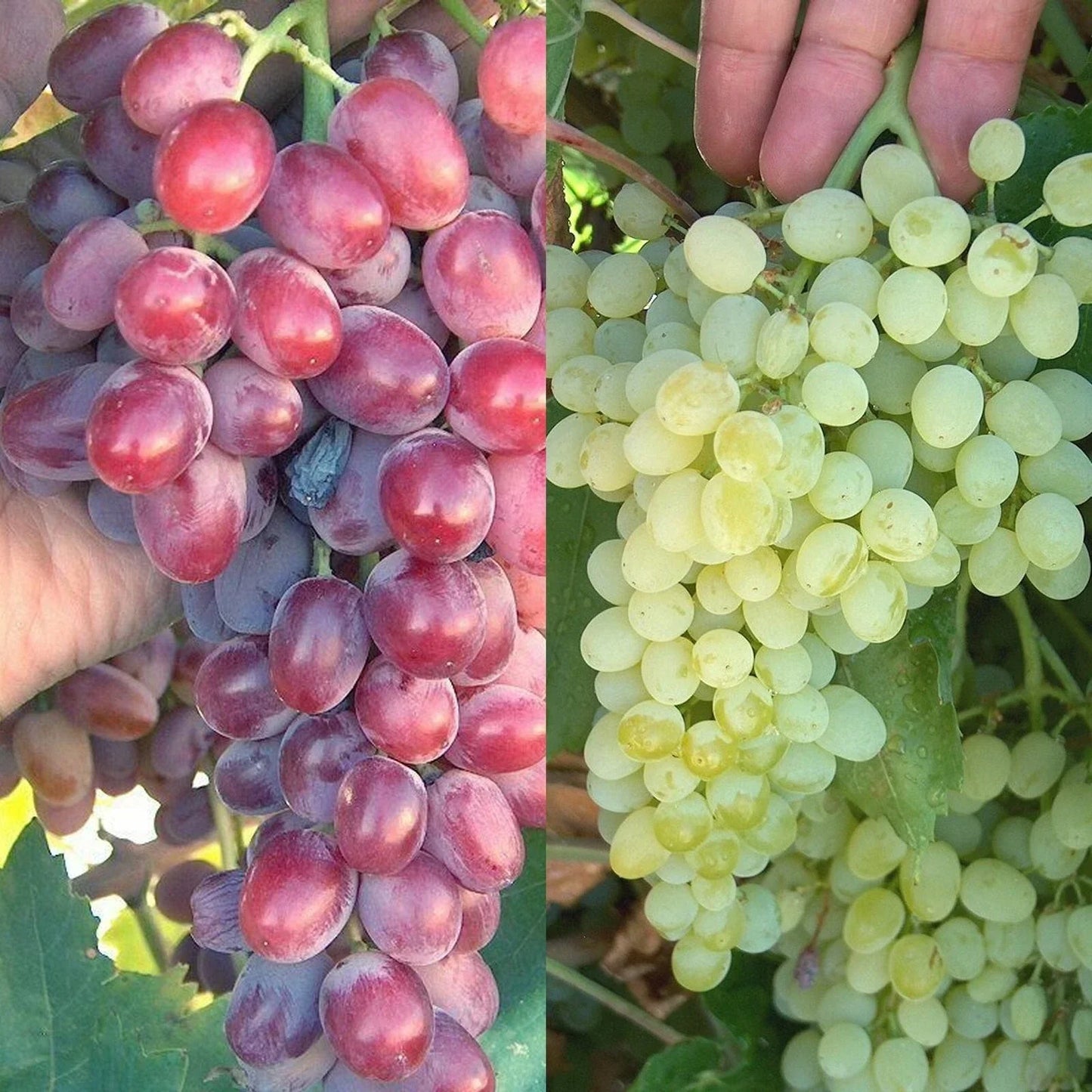 Crimson Thompson Vine Bare Root Plant – Seedless Table Grape Vitis vinifera for Home Garden, Juicy Crimson Grapes