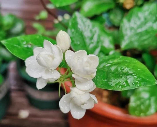 Jasmine Flower Seeds - 12 Pack - Fragrant Jasminum spp. for Garden, Indoor, or Pot Cultivation