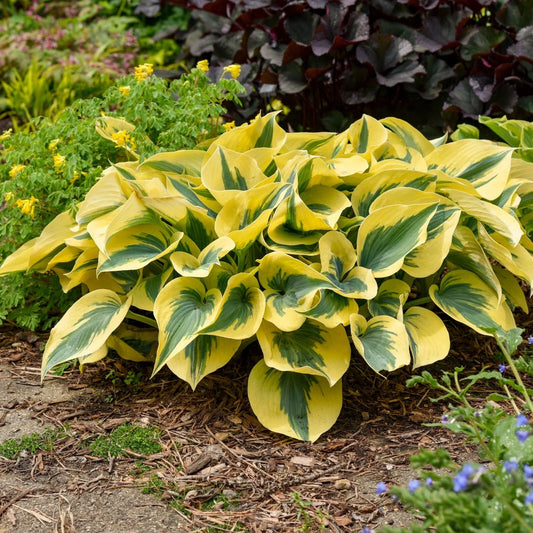 Hosta Plant 5.25" Pot Autumn Frost Perennial Shade Garden Plant Proven Winners Variegated Leaf