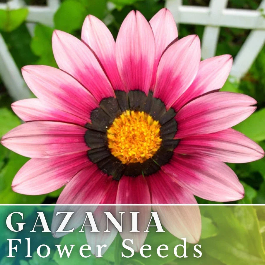 Gazania Seeds - 75+ Cherry Sweetheart Non-GMO Flower Seeds for Borders, Containers, Garden Beds, Gazania rigens