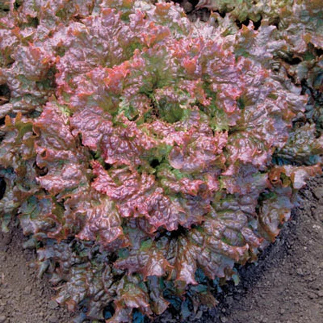 Red Sails Lettuce Seeds – Organic Loose-Leaf Salad Greens for Home Gardening – Lactuca sativa, Non-GMO, Full Sun, 200 Seeds
